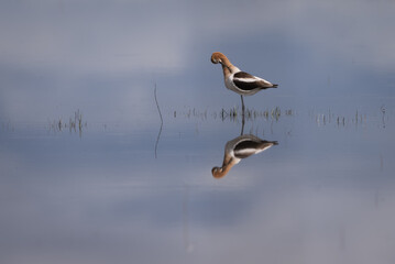 American Avocet perched