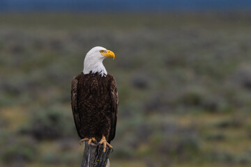 Bald Eagle