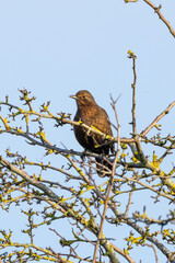 Female Blackbird (Turdus merula), common in woodlands and gardens, spotted on Bull Island, Dublin.