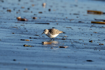 Sanderling (Calidris alba), common on sandy beaches and mudflats, spotted on Bull Island, Dublin.
