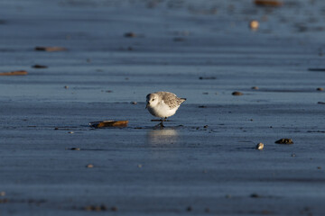Sanderling (Calidris alba), common on sandy beaches and mudflats, spotted on Bull Island, Dublin.