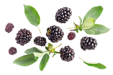A vibrant display of fresh blackberries arranged artistically on a white background with lush green leaves contrasting beautifully isolated on transparent background