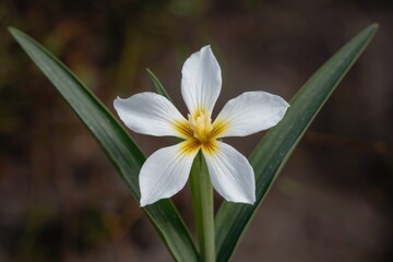 Fototapeta premium A single white flower with yellow center blooms with green leaves