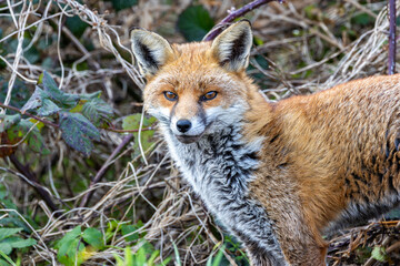 Red Fox (Vulpes vulpes), common in grasslands and urban areas, spotted on Bull Island, Dublin.