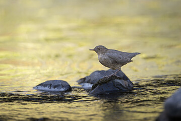 American Dipper
