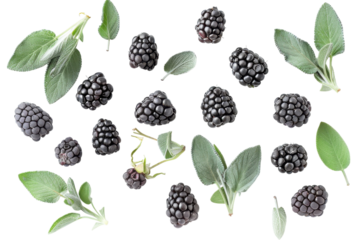 A vibrant arrangement of fresh blackberries and aromatic sage leaves on a bright white background, showcasing nature’s bounty beautifully isolated on transparent background