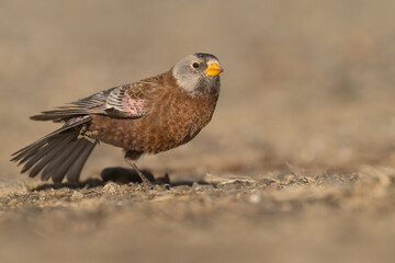 Gray-crowned Rosy-Finch