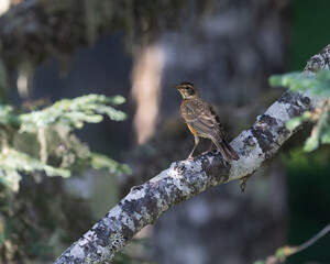 American Robin
