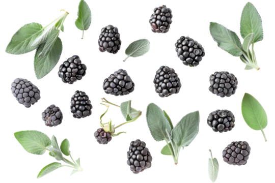 A vibrant arrangement of fresh blackberries and aromatic sage leaves on a bright white background, showcasing nature’s bounty beautifully isolated on transparent background