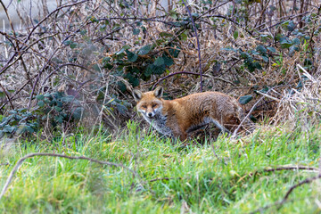 Red Fox (Vulpes vulpes), common in grasslands and urban areas, spotted on Bull Island, Dublin.