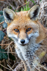 Red Fox (Vulpes vulpes), common in grasslands and urban areas, spotted on Bull Island, Dublin.