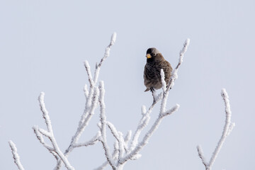 Rosy-Finch