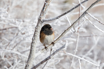 Dark-eyed Junco