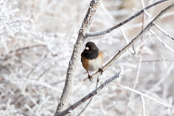Dark-eyed Junco in the Winter