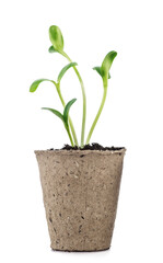 Young plants in pots isolated on white background