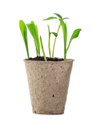 Young plants in pots isolated on white background