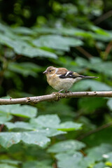 Female Chaffinch (Fringilla coelebs), common in European woodlands, spotted on Bull Island, Dublin