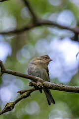 Female Chaffinch (Fringilla coelebs), common in European woodlands, spotted on Bull Island, Dublin