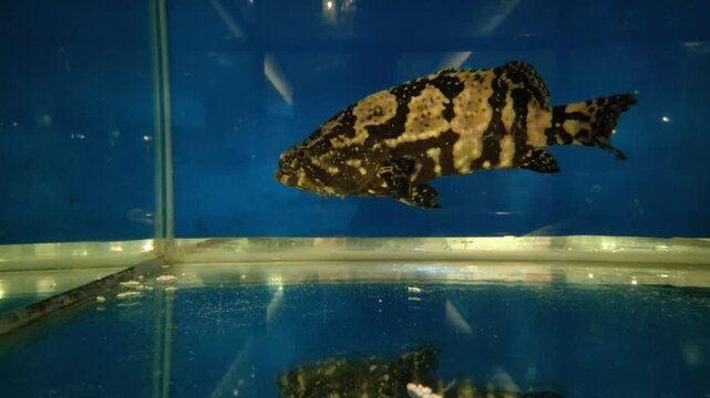 (goliath grouper) fish in aquariums with high nutrition if consumed