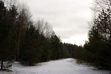 Tranquil winter forest path surrounded by evergreen trees and fresh snow, a serene natural escape into a peaceful woodland landscape perfect for hiking exploration
