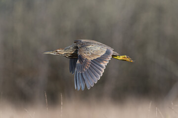 American Bittern in flight