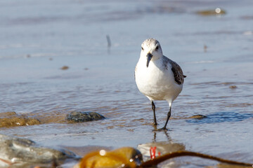 Sanderling