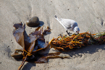 Sanderling