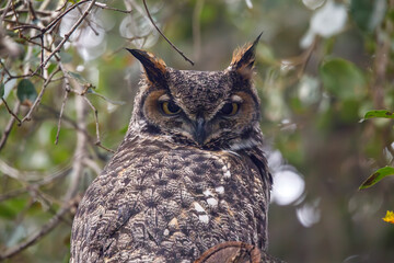 Great Horned Owl