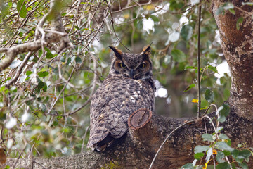 Great Horned Owl