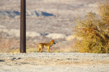 Coyote