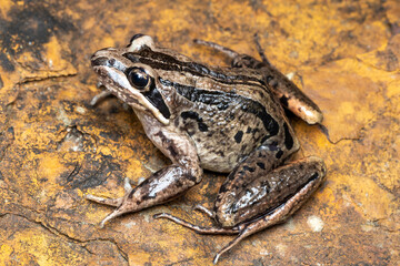 Australian Striped Marsh Frog resting on rock
