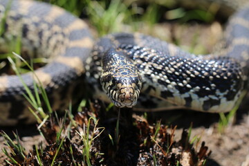 Bullsnake