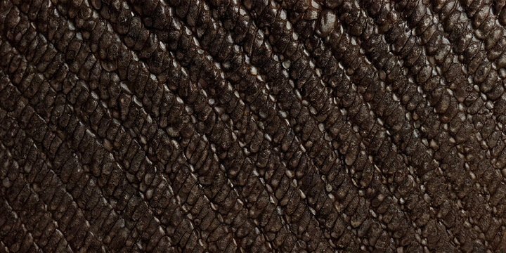 Dunkle, raue Fischschuppen mit nat&uuml;rlicher, unregelm&auml;&szlig;iger Textur und gl&auml;nzenden Reflexionen