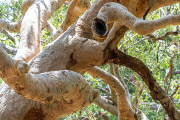 Australian Sydney Red Gum tree with twisted branches