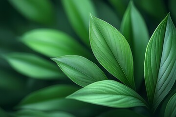 Obraz premium Plant leaf texture on an abstract green nature background