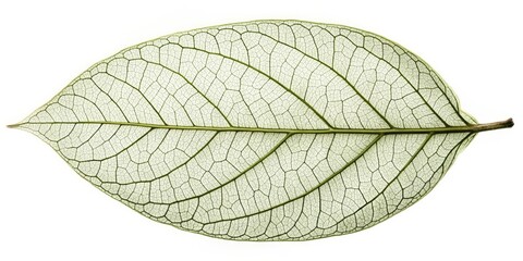 Skeletonized Leaf, Translucent Foliage