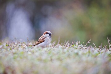 Spatz ruht sich aus