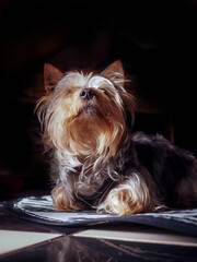 Naklejka premium Portrait of a cute Yorkshire terrier on a dark background. Home pet with fluffy fur.