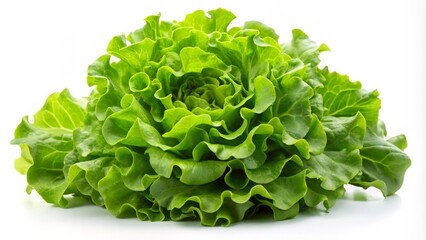Fresh Green Lettuce
