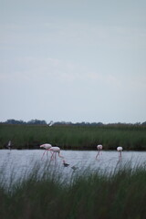flamingos in the lake
