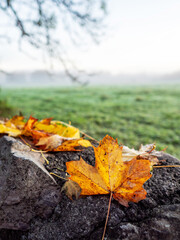 Yellow fallen leaf on a stone fence and green field in a fog in the background. Relaxing fall and autumn nature scene. Selective focus. Nobody. Relaxed and calm mood.