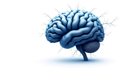 Abstract 3d rendered illustration of human brain with neural branches isolated on white background. 