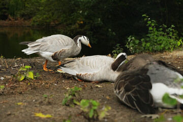 Ducks resting by the serene pond amidst lush greenery at midday