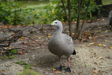 A gray bird stands on sandy ground near green foliage in a tranquil setting