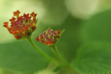 Very pretty lantana flower buds,beauty bokeh background