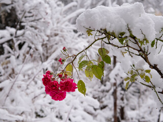 Bright Pink Roses on a Snow-Covered Branch in Winter Landscape