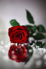 red rose in the mirror reflection