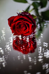 red rose of the snow