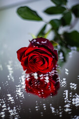 red rose in the mirror reflection