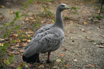 Gray-headed goose walking on a gravel path surrounded by autumn foliage